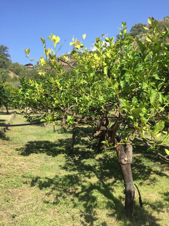 Frank Sinatra - Appartamento vicino Taormina SantʼAlessio Siculo Esterno foto